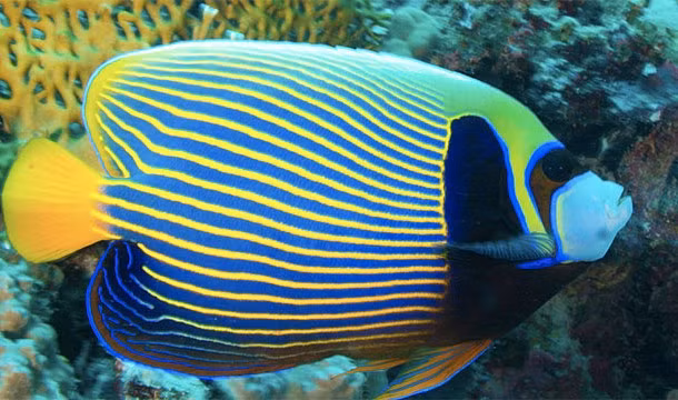 2. Dù không được tính là thủy quái đáng sợ nhưng cá thần tiên Pháp là một trong những loài cá kỳ quặc nhất thế giới. Một con cá thần tiên đực sẽ sống như một hoàng đế với tối đa 5 con cá "phi tần" của mình. Nếu như cá đực hoàng đế bị chết, một trong những con cá cái sẽ biến thành cá đực, trở thành người lãnh đạo mới. (Nguồn: L25)