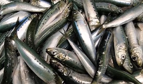 11. Cái tên cá mòi, tiếng Anh là Sardine không phải là tên chỉ một loài cá, nó là danh từ để chỉ một vài loài cá dầu nhỏ thuộc họ cá trích. Tên Sardine được đặt theo một hòn đảo địa Trung Hải là Sardina, nơi chúng đã từng cư trú với số lượng cá thể cực lớn. (Nguồn: L25)