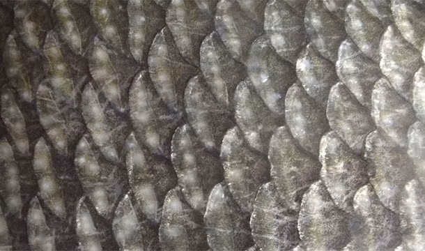 1. Bạn có biết rằng dù là những loài cá nhỏ hay những con thủy quái gây kinh hoàng có vây, vây của chúng không mọc thêm khi chúng lớn lên mà chỉ to ra, phát triển kích thước theo cơ thể. (Nguồn: L25)