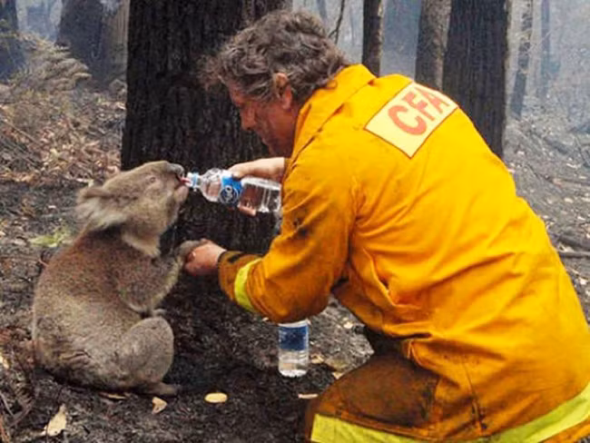 Hình ảnh đã lấy nước mắt của nhiều người, khi người lính cứu hỏa ở Australia tiếp nước cho một chú gấu koala vừa mất đi gia đình của mình. (Theo Emgn)