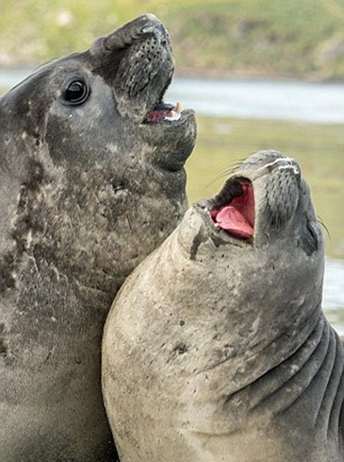 Những hình ảnh này được chụp tại đảo Nam Georgia, ở phía nam Đại Tây Dương. Theo nhiếp ảnh gia Roie Galitz, khi chứng kiến những cảnh tượng này, ông cảm thấy hải cẩu voi là một trong những loài hải cẩu vui nhộn, hài hước nhất thế giới. (Nguồn Dailymail)