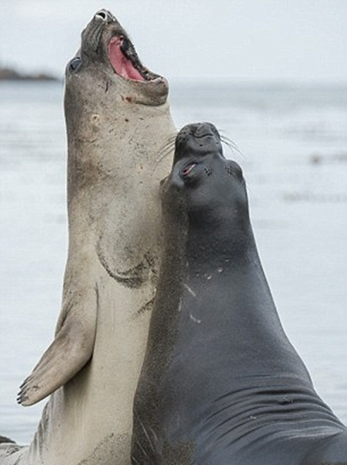 Chúng không ngại đọ giọng với nhau, ngửa mặt lên trời và há rộng miệng để phát ra âm thanh to nhất, có giai điệu nhất có thể, hải cẩu voi ca hát say sưa, mặc kệ tất cả. (Nguồn Dailymail)