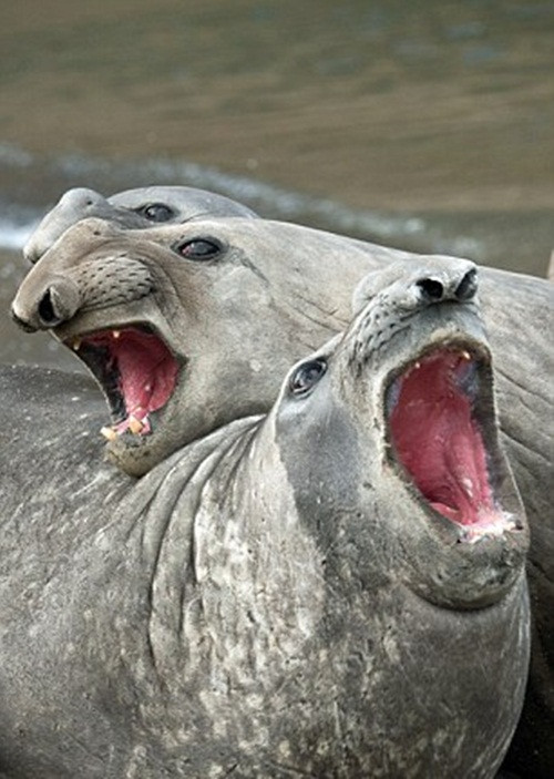 Theo một nghiên cứu, hải cẩu đực kêu càng to, hải cẩu cái càng bị kích thích, chính vì vậy tiếng kêu to còn là thước đo nam tính ở những con hải cẩu đực. (Nguồn Dailymail)