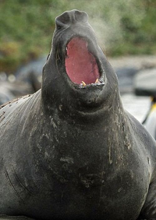 Những con hải cẩu voi đực cũng nổi tiếng là một trong những con vật ồn ào nhất khi "yêu". Vào mùa giao phối, người ta thường nghe thấy tiếng thét chói tai của hải cẩu voi đực. (Nguồn Dailymail)