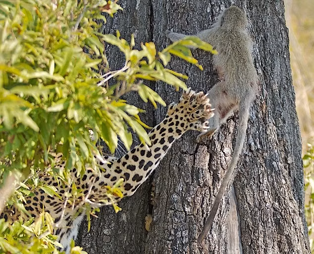 Tuy nhiên con khỉ không thể ngờ rằng báo đốm là một trong những loài động vật có kỹ năng trèo cây tài tình nhất, màn truy sát của báo đốm sẽ không dừng lại ở việc con khỉ leo lên cây. (Nguồn Dailymail)