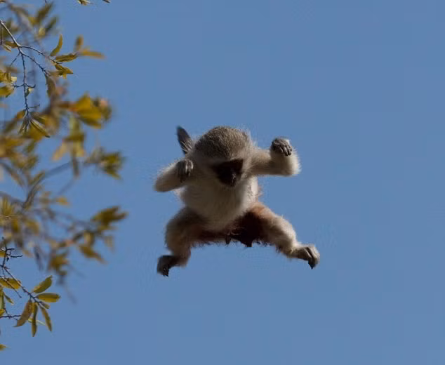 Không còn lựa chọn nào khác, con khỉ vervet quyết tâm thực hiện cú nhảy định mệnh, nó vươn mình lấy đà hết cỡ và bay lên không trung, thoát khỏi con báo đốm sát thủ. Cuối cùng bằng sự dũng cảm, khỉ vervet đã thành công trong việc tự cứu chính mình. (Nguồn Dailymail)