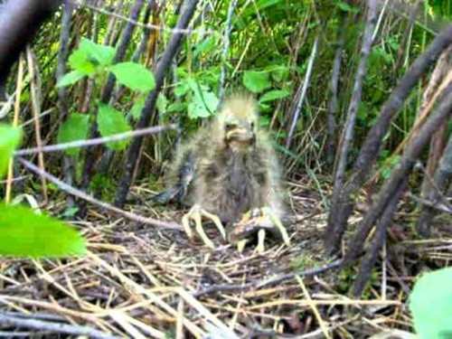 Không chỉ có ngoại hình xấu xí khi mới sinh, những con chim non này còn có cơ chế tự vệ khủng khiếp khiến nhiều người phải "ngả mũ".