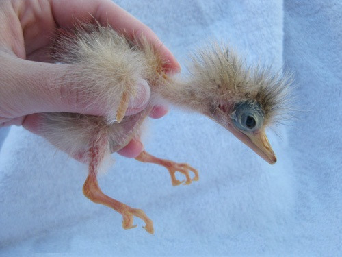 Cận cảnh một chú chim vạc rạ Bittern khi mới chào đời.