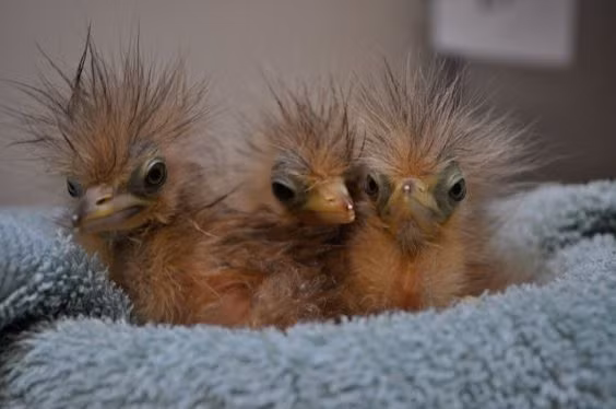 Thực đơn của loài chim vạc rạ Bittern Mỹ chủ yếu là cá nhỏ, động vật lưỡng cư, bò sát, động vật giáp xác và côn trùng. Được khoảng hai tuần những con chim sẽ bắt đầu rời tổ, bắt đầu một cuộc đời mới đầy phiêu lưu, thử thách. Tuy vậy, chỉ khi đủ 6 đến 7 tuần, những con chim này mới đủ lông đủ cánh và không còn bị chê cười bởi ngoại hình của mình.