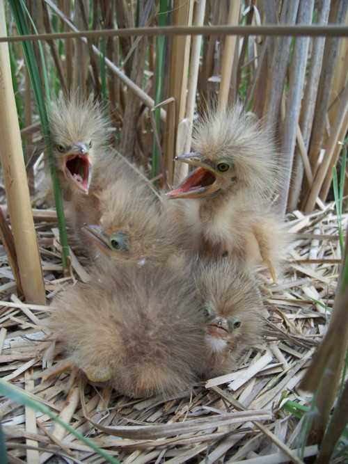 Khi còn là con non, chỉ biết há mỏ chờ đợi cha mẹ kiếm ăn về lấp đầy bụng, những con chim non có vẻ ngoài gây ác mộng này không thể gây được thiện cảm với bất cứ ai nhìn thấy chúng.