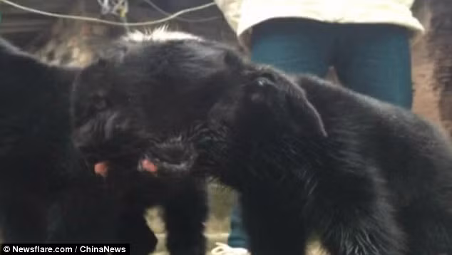 Đặc biệt hai cái đầu của chú cừu đột biến này khá hoàn thiện, đều có đủ hai mắt, một mũi, mồm, lưỡi. (Theo Dailymail)