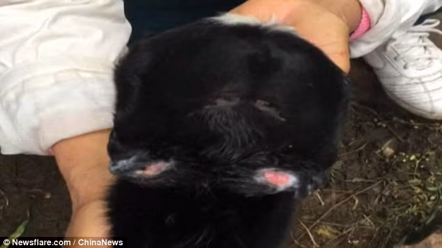 Tuy vậy, chính bởi vì có hai cái đầu phát triển khá toàn diện nên xảy ra tình trạng cả hai đầu đều tranh nhau kiểm soát chức năng cơ thể. (Theo Dailymail)