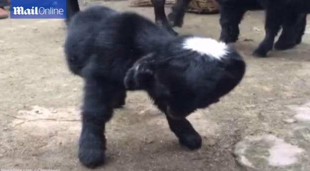 Nhiều người trong vùng đổ xô đến trang trại để được chứng kiến tận mắt chú cừu hai đầu kỳ dị này. (Theo Dailymail)