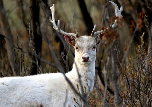 Ngoài Dorset, hươu trắng đã từng xuất hiện ở Devon, New Forest và Highlands, nước Anh.