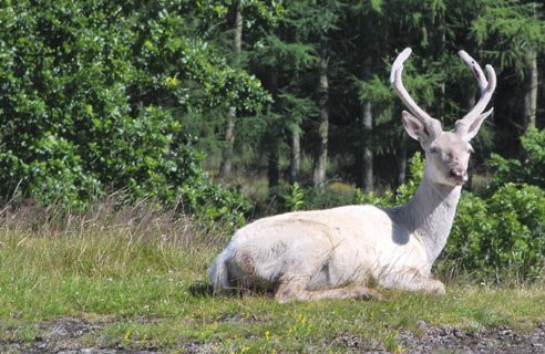 Gạc hươu trắng được cho là có tác dụng tốt hơn hươu thường nên mặc dù được coi là động vật cực hiếm, chúng vẫn bị săn giết.