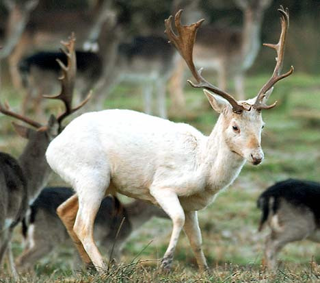 Trong truyền thuyết của nhiều nền văn hóa khác nhau, hươu trắng là một sinh vật huyền thoại. Nhiều người tin rằng nếu giết hươu trắng thì tai nạn sẽ giáng xuống đầu họ. Người Celts cổ xưa tin rằng hươu trắng là sứ giả mang thông điệp từ một thế giới khác và những ai bắt gặp loài linh vật này sẽ được thay đổi cuộc sống vĩnh viễn.