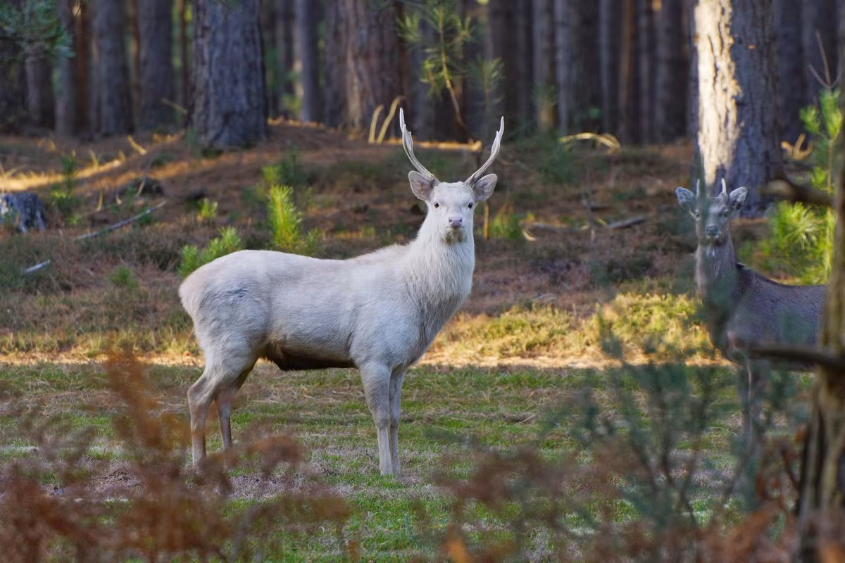 Một con hươu trắng quý hiếm được phát hiện ở Anh tỏ ra cảnh giác khi bị nhiếp ảnh gia phát hiện.