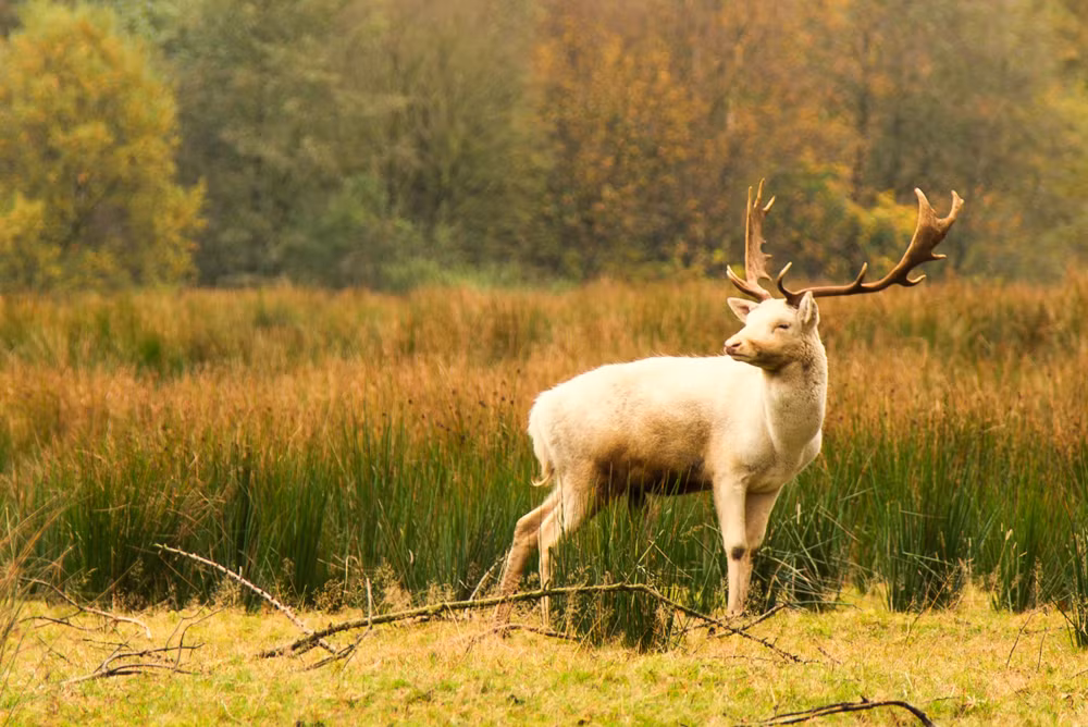 Mỗi một lần xuất hiện, hươu trắng đều gây xôn xao, khiến nhiều người thực sự muốn săn tìm nó, mong ngóng sự đổi đời.