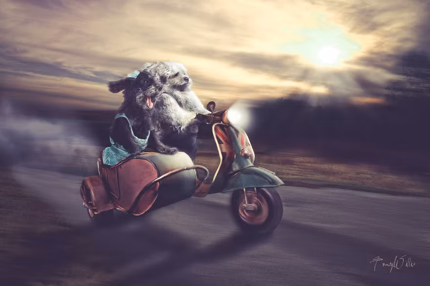 Khi đã có đủ "nguyên liệu" để sáng tạo, Tracy sẽ sử dụng phần mềm Photoshop để vẽ nên thế giới mộng mơ của thú cưng. (Theo Bored Panda)