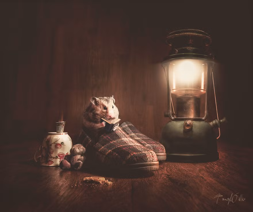 Là chủ sở hữu của 5 con chó, 2 con thỏ và 3 con chuột, nhiếp ảnh gia Tracy Willis luôn luôn được chúng khơi gợi nguồn cảm hứng. (Theo Bored Panda)