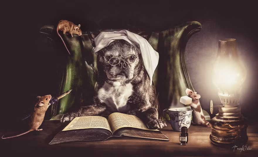 Mỗi bức ảnh như một câu chuyện và người xem dường như bị cuốn vào những câu chuyện đó, những câu chuyện thú vị chỉ có ở thế giới động vật. (Theo Bored Panda)