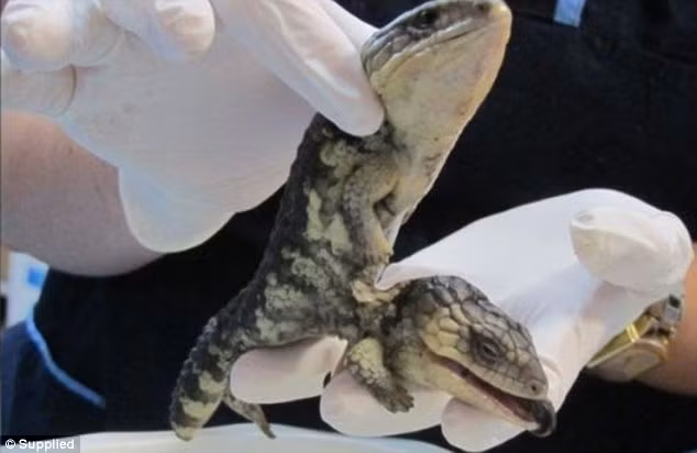 Mới đây, một người phụ nữ tên Jo ở Dunsborough, Perth, Australia vô cùng bất ngờ khi phát hiện một con thằn lằn hai đầu con đang ở trong tình trạng rất xấu vì bị mẹ bỏ rơi. (Nguồn Sina)