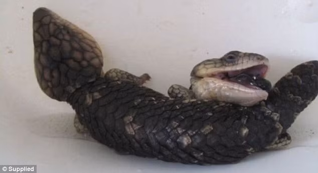 Đầu tiên cô tưởng đó là những con rắn con nhưng khi nhìn kỹ lại Jo nhận ra đây là một con thằn lằn đặc biệt, có bốn chân, hai đầu. (Nguồn Sina)