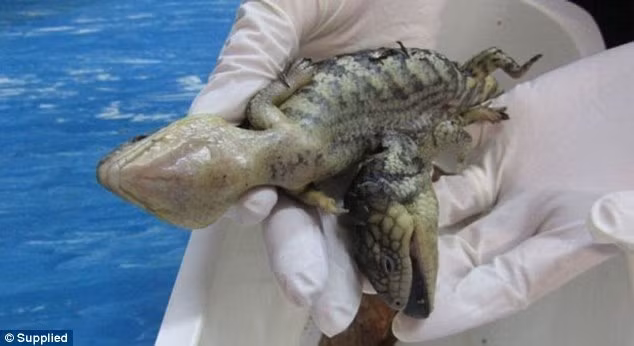 Do không thể di chuyển theo mẹ, con thằn lằn hai đầu bị mẹ và các anh em của mình bỏ rơi. (Nguồn Sina)