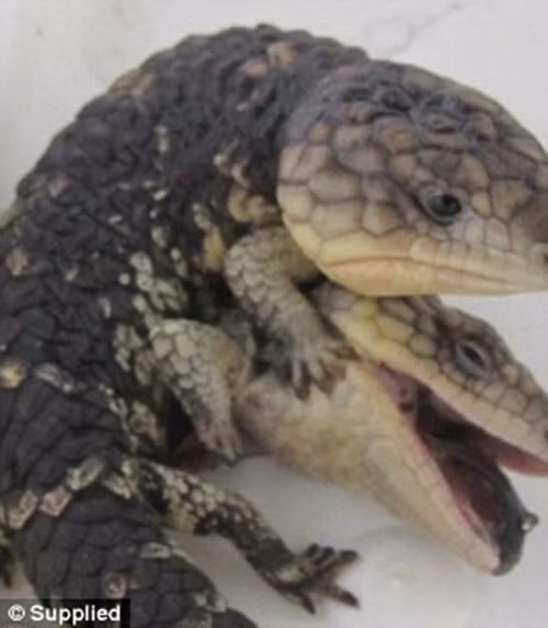 Tại đây các bác sĩ khám xét và đo đạc và cho biết, con thằn lằn đặc biệt này có tên khoa học là Tiliqua rugosa, là một loài thằn lằn bóng đuôi ngắn trong chi Tiliqua sinh sống tại Australia, dài khoảng 13cm và sức khỏe hoàn toàn bình thường. (Nguồn Sina)