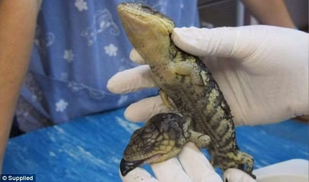 Bác sĩ Shamus Henry cho biết, cái đầu thứ hai của con thằn lằn không được kết nối với đầu thứ chính về cấu trúc cơ thể cũng như hoàn toàn mất kết nối với các đốt sống ở cổ. Chính vì vậy, mặc dù hiện tại tình trạng sức khỏe của con thằn lằn hai đầu đã được đảm bảo nhưng nếu thả nó về trong tự nhiên hoang dã, có lẽ con thằn lằn này không sống được lâu. (Nguồn Sina)