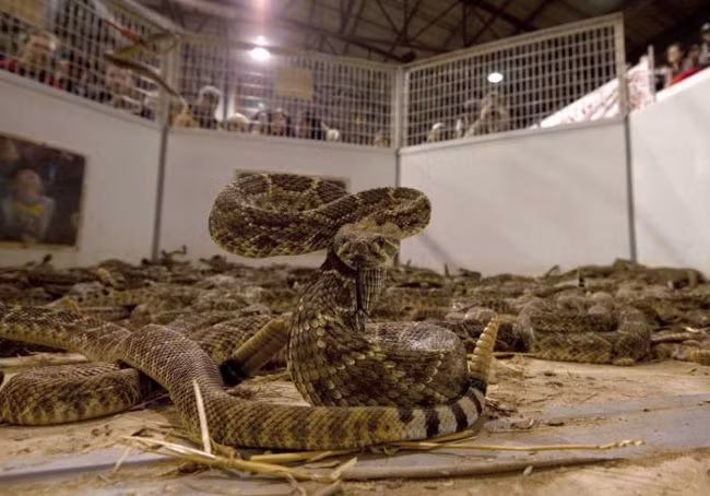 Ngay cả trẻ em ở đây cũng rất hào hứng với lễ hội, chúng không hề tỏ ra sợ hãi loài rắn độc này. Có những đứa trẻ còn bạo gan đến mức tự tay lột da những con rắn đuôi chuông mà chúng thích. (Theo Viral Nova)