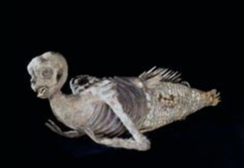 Sự thật đằng sau những sinh vật kỳ dị này cũng đen tối, xấu xí hơn bất cứ câu chuyện thần thoại nào và bạn sẽ không muốn kể cho những đứa trẻ về nó. (Theo Boredom)