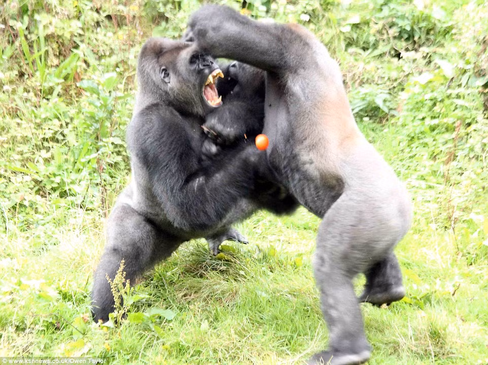 Ban đầu, cuộc chiến chỉ có hai con khỉ đột tham gia, về sau khi một con khỉ đứng ngoài tận dụng cơ hội, định tranh thủ ngư ông đắc lợi nhặt quả cà chua lên, cuộc hỗn chiến mới bắt đầu.