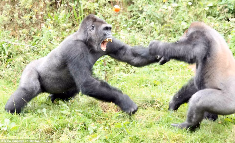 Chúng cấu xé, đấm đánh nhau túi bụi chỉ để trang một quả cà chua do du khách ném vào.