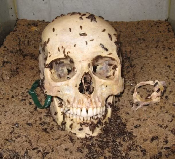 Các loài côn trùng sẽ gặm nhấm xác chúng ta sau khi chết. Ngoài các loài vi khuẩn và nấm, sẽ có rất nhiều loài côn trùng khác nhau bị thu hút bởi xác chết như ruồi ăn thịt, chúng không chỉ ăn mà còn đẻ trứng vào xác chết, những quả trứng nở thành giòi, ăn lấy ăn để xác thối. Bên cạnh đó, các sinh vật khác như nhện, kiến, và kền kền cũng có thể rỉa xác chúng ta.