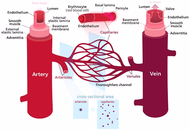 Khám phá bí ẩn của cái chết có thể khiến bạn rùng mình kinh hãi nhưng việc biết được những gì có thể xảy ra với cơ thể mình sau khi qua đời cũng là một việc rất thú vị. Điều đầu tiên, khi bạn chết, máu sẽ ngừng chảy và hình thành những "hồ máu" trong tĩnh mạch và động mạch.