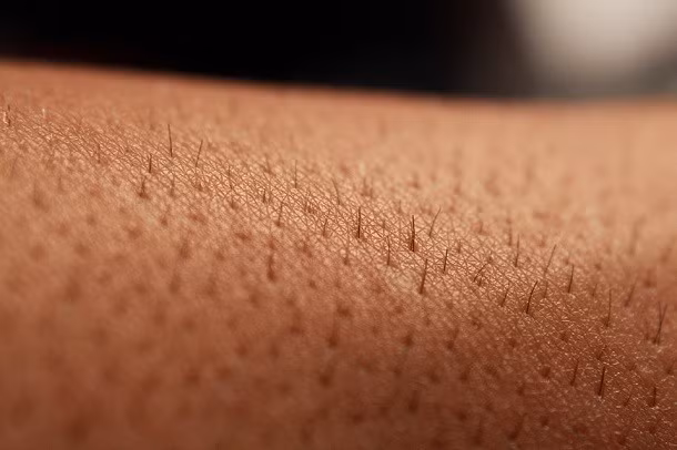 Tế bào da là tế bào sống lâu nhất sau khi cơ thể của chúng ta ngừng hoạt động.