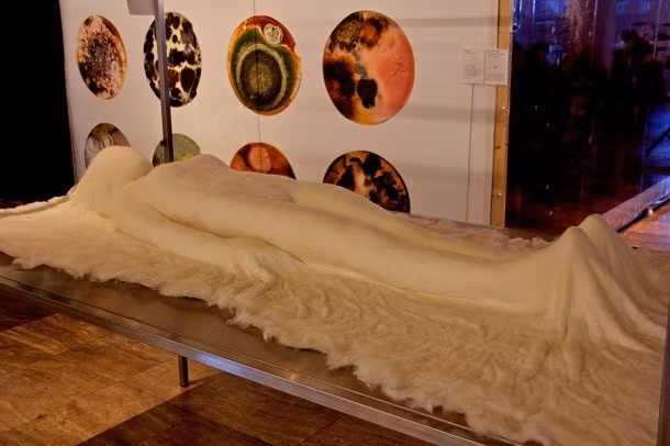 Sau khi chết, cơ thể của chúng ta tiết ra mùi hôi thối. Đó là bởi khi chúng ta chết, các tế bào cũng phân hủy, trong quá trình đó, chúng giải phóng các enzyme thông báo cho vi khuẩn và các loại nấm khác "ăn xác" chúng ta. Quá trình vi khuẩn "giải quyết" xác chúng ta giải phóng ra khí hôi thối và độc hại.