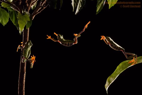 Bộ ba ếch cây thích nhào lộn hệt như những diễn viên xiếc tài ba. (Theo Smalliving)