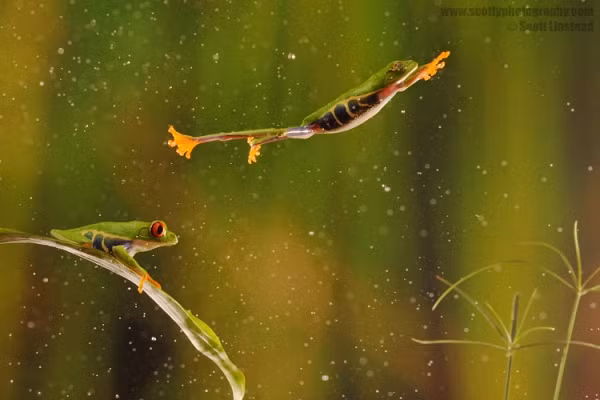 Thêm màn "bay lượn" phong cách tự do của ếch cây. (Theo Smalliving)