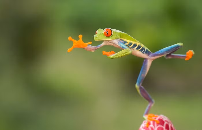 3. Những con ếch đực có khả năng nhảy siêu cao, đặc biệt là những con ếch đực thuộc loài ếch Southern cricket frog. Chúng có thể nhảy tới độ cao gấp 60 lần chiều dài cơ thể của mình. Điều này giống như một người có khả năng nhảy cao tới một tòa nhà 38 tầng, chẳng khác gì siêu thú trong vương quốc động vật. (Theo Theguardian)