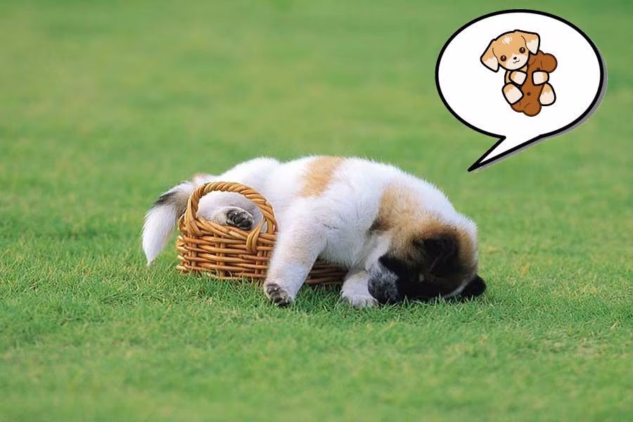 2. Chó có khả năng mơ mộng. Trong thế giới động vật, hiện tượng nằm mơ thường xuyên xảy ra ở các loài động vật có vú. Và các nhà khoa học cũng gần như khẳng định chắc chắn rằng chó biết ngủ mơ và chúng thường mơ đến việc đuổi theo kẻ trộm. (Theo Petcomments)