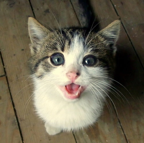 1. Mèo có thể sủa. Một trong những sự kiện về động vật kỳ lạ là mèo có thể sủa. Nếu bạn nghĩ chó sủa gâu gâu và mèo kêu meo meo thì bạn đã sai. Khi giải phẫu, các nhà khoa học đã chỉ ra rằng mèo và chó có cấu trúc cổ họng tương tự nhau, như vậy không có gì có thể ngăn cản được một con mèo sủa như một con chó. Để bật ra tiếng kêu giống như chó, tất cả những gì mèo phải làm là đẩy không khí qua dây thanh quản với một lực lớn hơn bình thường. Trên thế giới đã ghi nhận trường hợp mèo sủa như chó. (Theo Favim)