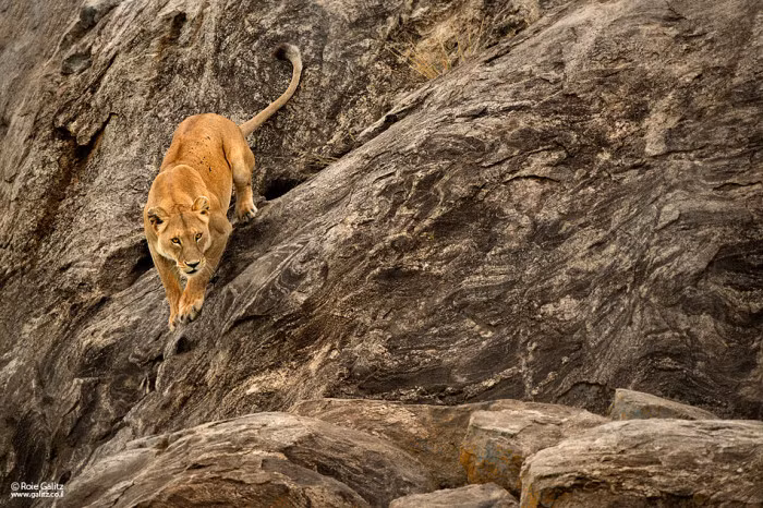 Hầu hết những cảnh tượng mà Roie Galitz chụp được đều đắt giá, truyền cảm hứng cho người xem. Trong số những bức ảnh của nhiếp ảnh gia Roie Galitz, có cả những bức ảnh đã đoạt giải thưởng nhiếp ảnh trong hạng mục ảnh động vật hoang dã.