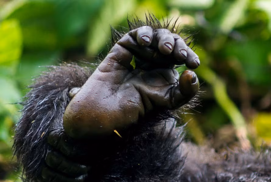 Quần thể còn lại được tìm thấy ở Vườn quốc gia cấm Bwindi tại Uganda. Một vài nhà linh trưởng học xem quần thể ở Bwindi là một phân loài tách biệt, mặc dù không có mô tả nào hoàn thành.