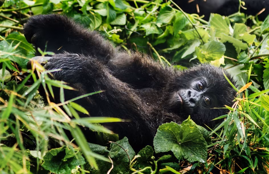 Khỉ đột núi hoang dã là một trong những loài khỉ đột bị đe dọa tuyệt chủng nguy cấp nhất, tính tới thời điểm hiện tại chỉ còn khoảng trên dưới 350 cá thể tồn tại trong tự nhiên.