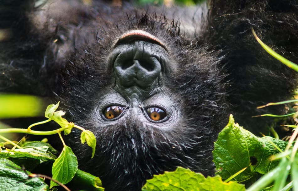 Mới đây, tập hợp những hình ảnh vô cùng thú vị của khỉ đột núi được chụp cận cảnh khiến những người chưa có cơ hội được diện kiến loài khỉ đột núi quý hiếm này không khỏi ngạc nhiên.