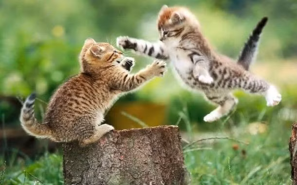 Phản xạ tốc độ của loài mèo vô cùng đáng sợ. (Theo L25)