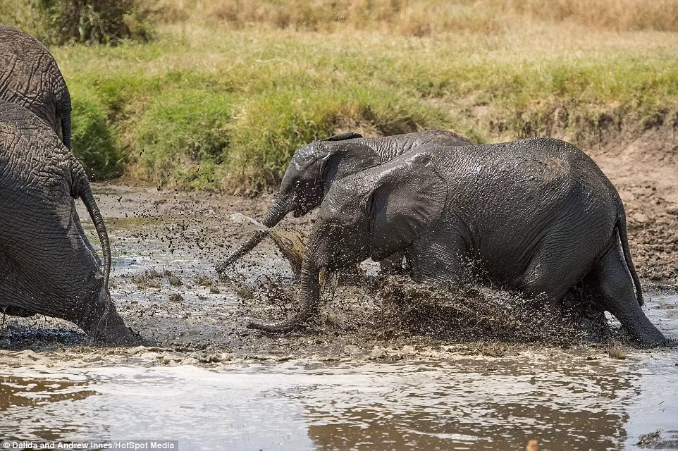 Cảnh tượng thú vị khi một con voi con nghịch ngợm, cả gan trêu ghẹo những con voi trưởng thành ở một vũng nước đọng tại Công viên quốc gia Serengeti ở miền bắc Tanzania đã vô tình được vợ chồng du khách Dalida và Andrew Innes chụp lại được. (Theo Dailymail)