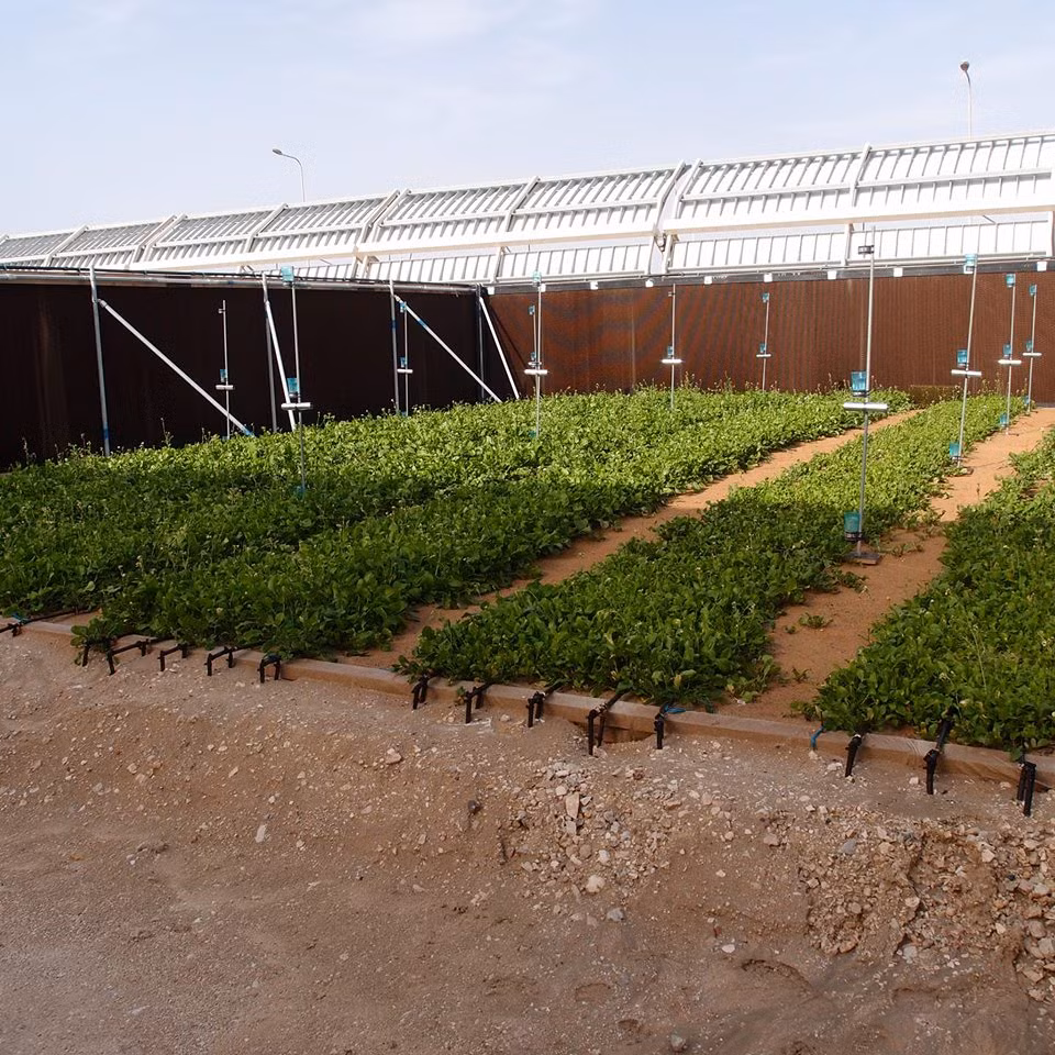 Dự án này không chỉ nhằm mục đích tạo ra lương thực cũng như nước sạch cho người dân trong khu vực và còn tạo ra công ăn việc làm cho hàng ngàn người dân địa phương cũng như đa dạng hóa môi trường. (Theo Sahara Forest Project)